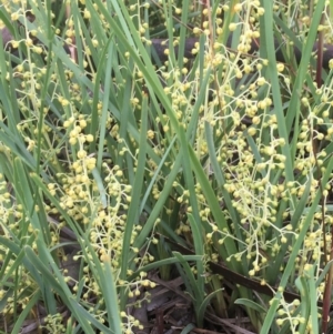 Lomandra filiformis subsp. coriacea at Yarralumla, ACT - 1 Nov 2020