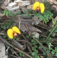 Bossiaea buxifolia (Matted Bossiaea) at Yarralumla, ACT - 1 Nov 2020 by JaneR