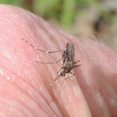 Culicidae (family) (A mosquito) at Kaleen, ACT - 5 Oct 2020 by michaelb