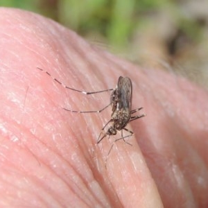 Culicidae (family) at Kaleen, ACT - 5 Oct 2020