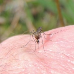 Culicidae (family) at Kaleen, ACT - 5 Oct 2020