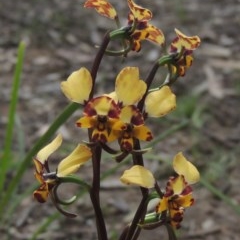 Diuris pardina (Leopard Doubletail) at Kaleen, ACT - 5 Oct 2020 by MichaelBedingfield