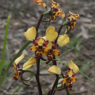 Diuris pardina (Leopard Doubletail) at Kaleen, ACT - 5 Oct 2020 by MichaelBedingfield