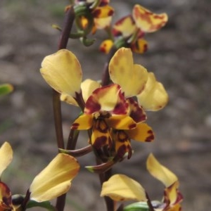 Diuris pardina at Kaleen, ACT - 5 Oct 2020