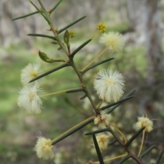 Acacia genistifolia (Early Wattle) at Kaleen, ACT - 5 Oct 2020 by MichaelBedingfield
