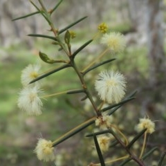 Acacia genistifolia (Early Wattle) at Kaleen, ACT - 5 Oct 2020 by michaelb