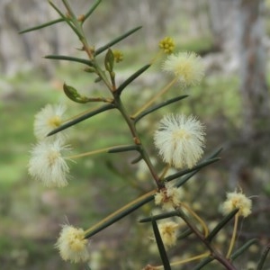 Acacia genistifolia at Kaleen, ACT - 5 Oct 2020