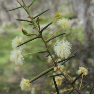 Acacia genistifolia (Early Wattle) at Gungaderra Grasslands - 5 Oct 2020 by michaelb