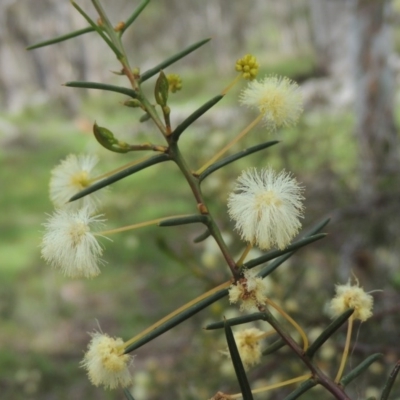 Acacia genistifolia (Early Wattle) at Kaleen, ACT - 5 Oct 2020 by michaelb