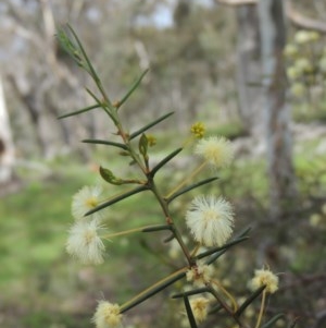 Acacia genistifolia at Kaleen, ACT - 5 Oct 2020