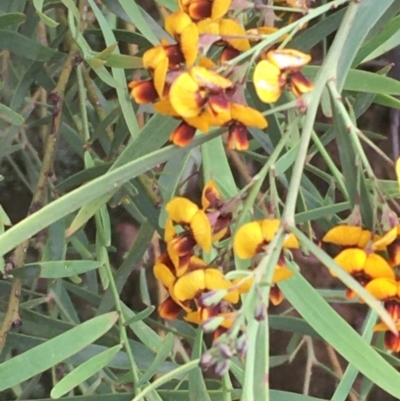 Daviesia leptophylla/mimosoides (Slender Bitter Pea/Bitter Pea) at Mount Ainslie - 1 Nov 2020 by JaneR