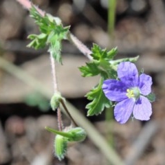 Erodium crinitum (Native Crowfoot) at Acton, ACT - 2 Nov 2020 by ConBoekel