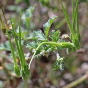 Erodium crinitum at Acton, ACT - 2 Nov 2020 09:45 AM