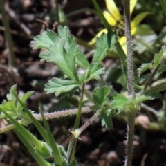 Erodium crinitum at Acton, ACT - 2 Nov 2020 09:45 AM