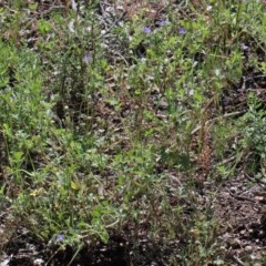 Erodium crinitum at Acton, ACT - 2 Nov 2020