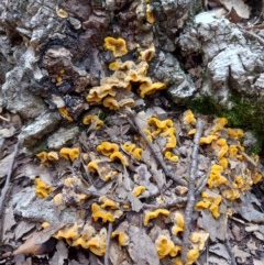 Stereum hirsutum (Hairy Curtain Crust) at National Arboretum Forests - 2 Nov 2020 by Dominique