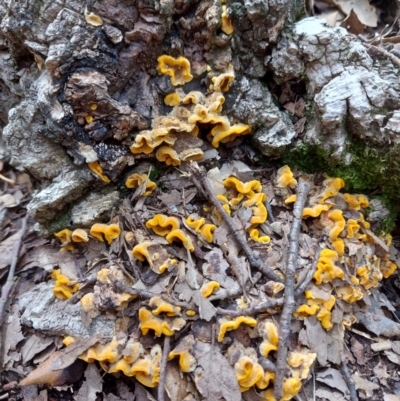 Stereum hirsutum (Hairy Curtain Crust) at Molonglo Valley, ACT - 2 Nov 2020 by Dominique