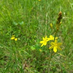 Bulbine bulbosa (Golden Lily, Bulbine Lily) at Molonglo Valley, ACT - 2 Nov 2020 by Dominique