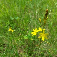 Bulbine bulbosa (Golden Lily) at National Arboretum Forests - 2 Nov 2020 by Dominique
