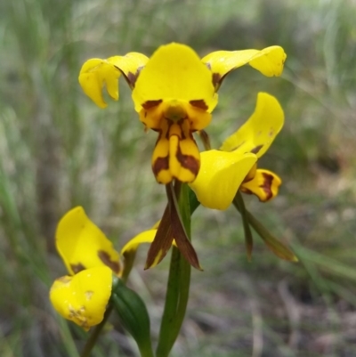 Diuris sulphurea (Tiger Orchid) at Mount Majura - 1 Nov 2020 by Jo
