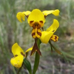Diuris sulphurea (Tiger Orchid) at Downer, ACT - 1 Nov 2020 by Jo