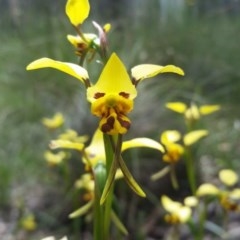 Diuris sulphurea at Downer, ACT - suppressed