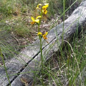 Diuris sulphurea at Downer, ACT - suppressed