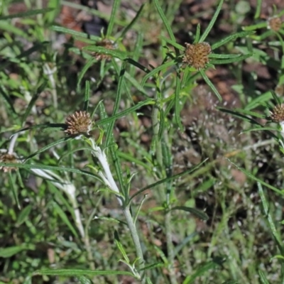 Euchiton involucratus (Star Cudweed) at Dryandra St Woodland - 1 Nov 2020 by ConBoekel