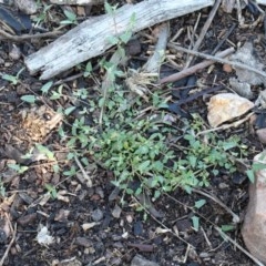 Einadia nutans (Climbing Saltbush) at O'Connor, ACT - 1 Nov 2020 by ConBoekel