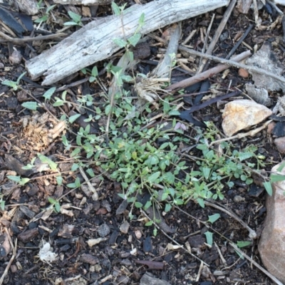 Einadia nutans (Climbing Saltbush) at O'Connor, ACT - 1 Nov 2020 by ConBoekel