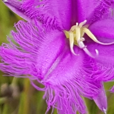 Thysanotus tuberosus subsp. tuberosus (Common Fringe-lily) at Hall, ACT - 2 Nov 2020 by Jiggy