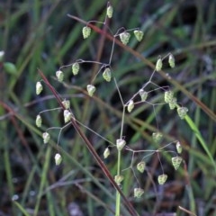 Briza minor (Shivery Grass) at O'Connor, ACT - 1 Nov 2020 by ConBoekel