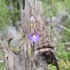 Thelymitra sp. (pauciflora complex) at Karabar, NSW - 1 Nov 2020