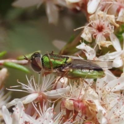 Odontomyia decipiens (Green Soldier Fly) at Theodore, ACT - 2 Nov 2020 by owenh