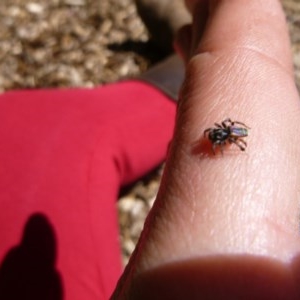 Maratus volans at Tathra, NSW - 2 Nov 2020 01:52 PM