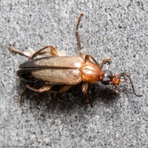 Euomma lateralis at Acton, ACT - 2 Nov 2020 12:04 PM