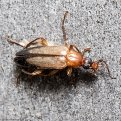 Euomma lateralis (Comb-clawed beetle) at ANBG - 2 Nov 2020 by Roger