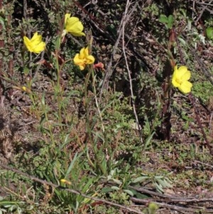 Oenothera stricta subsp. stricta at O'Connor, ACT - 2 Nov 2020