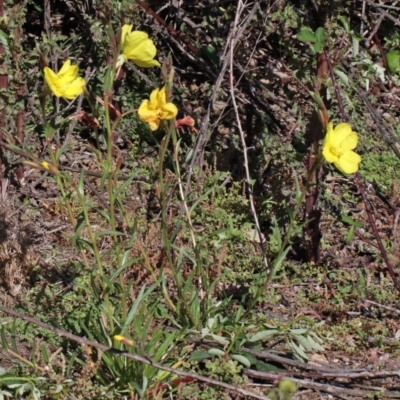 Oenothera stricta subsp. stricta (Common Evening Primrose) at Dryandra St Woodland - 1 Nov 2020 by ConBoekel