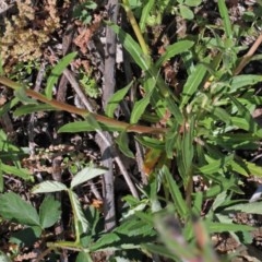 Oenothera stricta subsp. stricta at O'Connor, ACT - 2 Nov 2020 09:25 AM