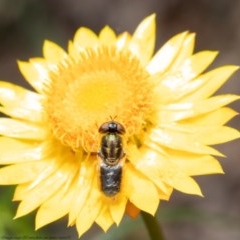 Odontomyia sp. (genus) (A soldier fly) at ANBG - 2 Nov 2020 by Roger