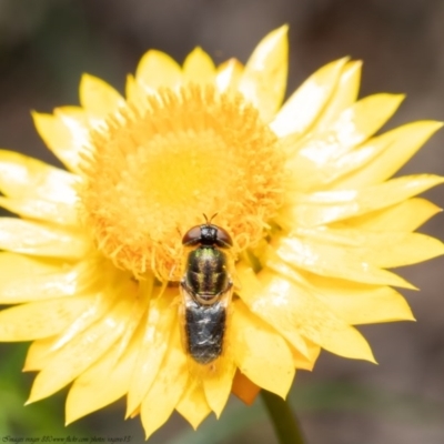 Odontomyia sp. (genus) (A soldier fly) at ANBG - 2 Nov 2020 by Roger