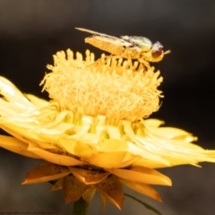 Odontomyia sp. (genus) at Acton, ACT - 2 Nov 2020