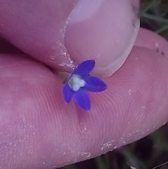 Wahlenbergia multicaulis (Tadgell's Bluebell) at Little Taylor Grasslands - 2 Nov 2020 by RosemaryRoth