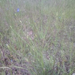 Wahlenbergia multicaulis at Kambah, ACT - 2 Nov 2020