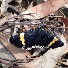 Eutrichopidia latinus (Yellow-banded Day-moth) at Black Mountain - 1 Nov 2020 by RWPurdie