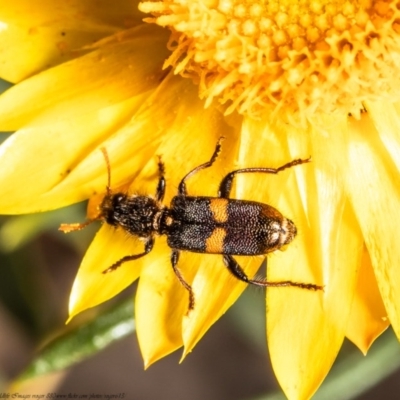 Eleale pulchra (Clerid beetle) at ANBG - 2 Nov 2020 by Roger
