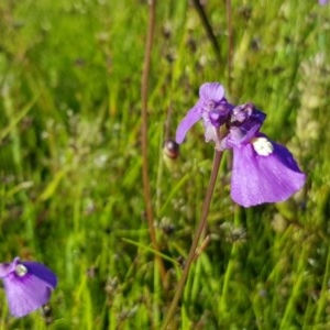 Utricularia dichotoma at Hall, ACT - 2 Nov 2020