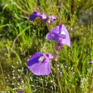 Utricularia dichotoma at Hall, ACT - 2 Nov 2020