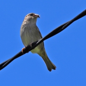 Passer domesticus at Macarthur, ACT - 1 Nov 2020